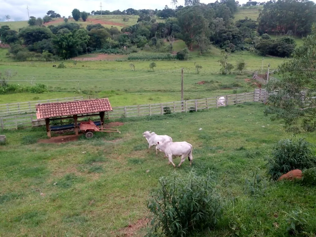 Sítio à venda de 48 ha em Cambuí, MG, Brasil
