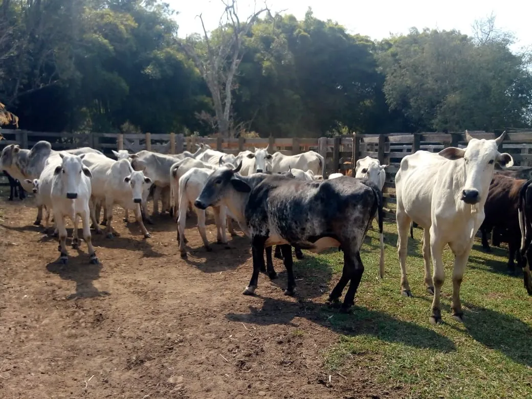 Sítio à venda de 48 ha em Cambuí, MG, Brasil