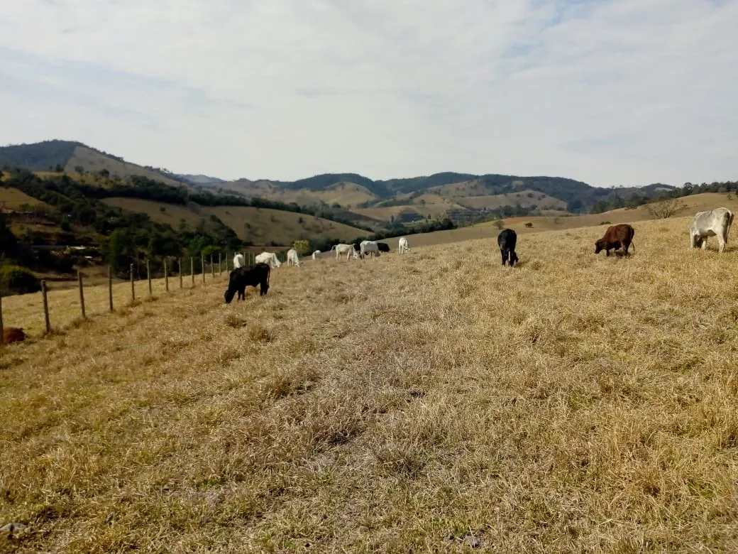 Sítio à venda de 48 ha em Cambuí, MG, Brasil