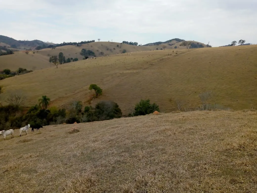 Sítio à venda de 48 ha em Cambuí, MG, Brasil