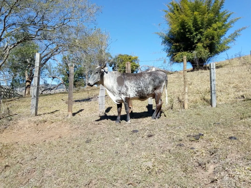 Sítio à venda de 48 ha em Cambuí, MG, Brasil