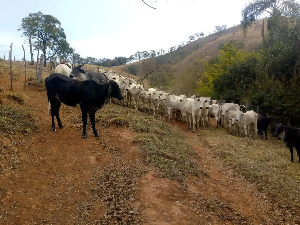 Sítio à venda de 48 ha em Cambuí, MG, Brasil