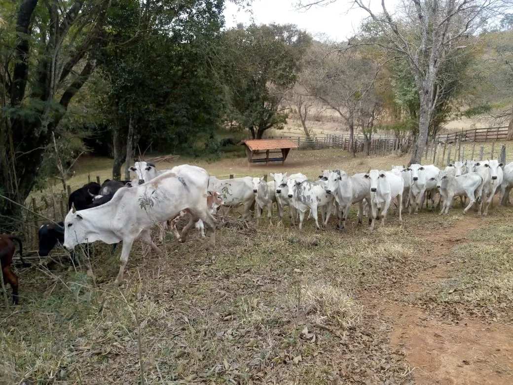 Sítio à venda de 48 ha em Cambuí, MG, Brasil