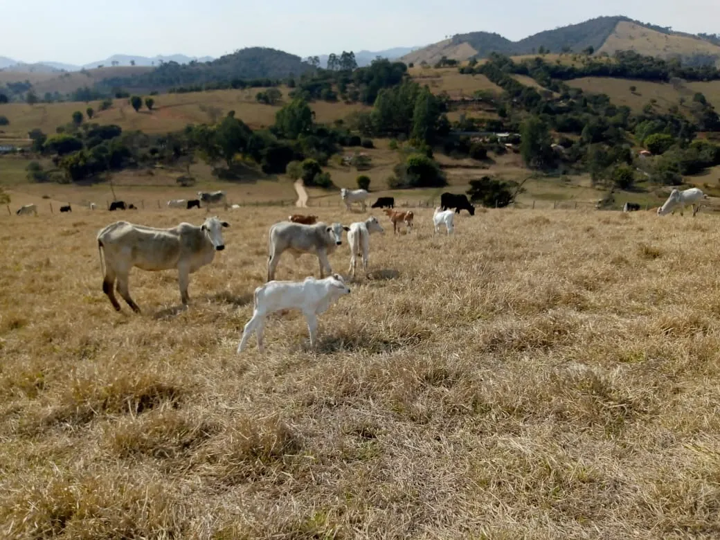 Sítio à venda de 48 ha em Cambuí, MG, Brasil