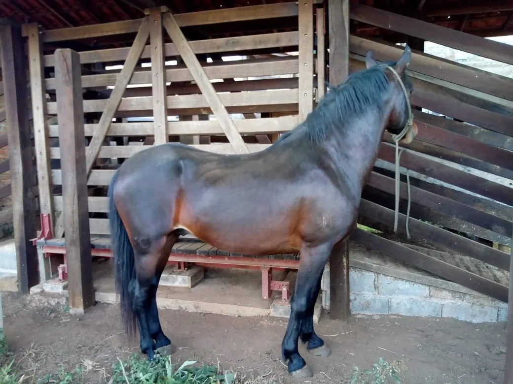 Sítio à venda de 48 ha em Cambuí, MG, Brasil