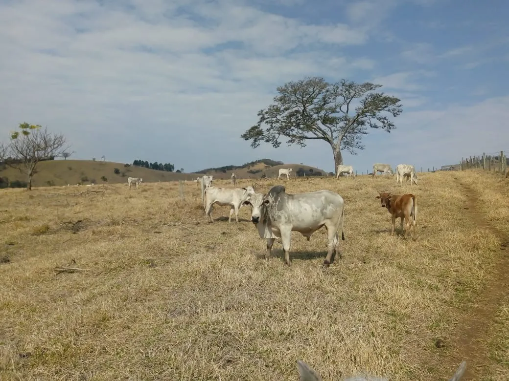 Sítio à venda de 48 ha em Cambuí, MG, Brasil