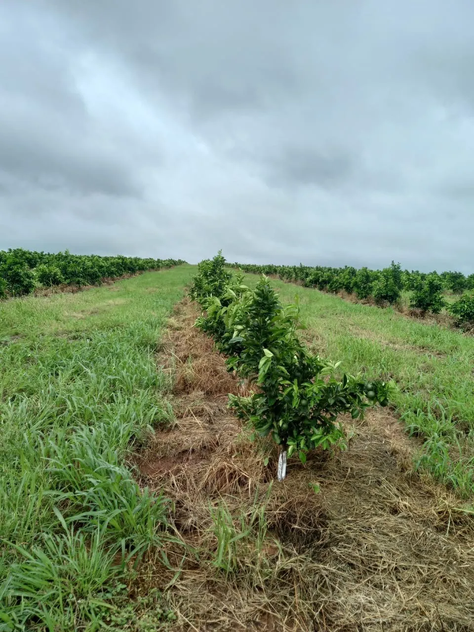 Fazenda à venda de 438 ha em Araraquara, SP, Brasil