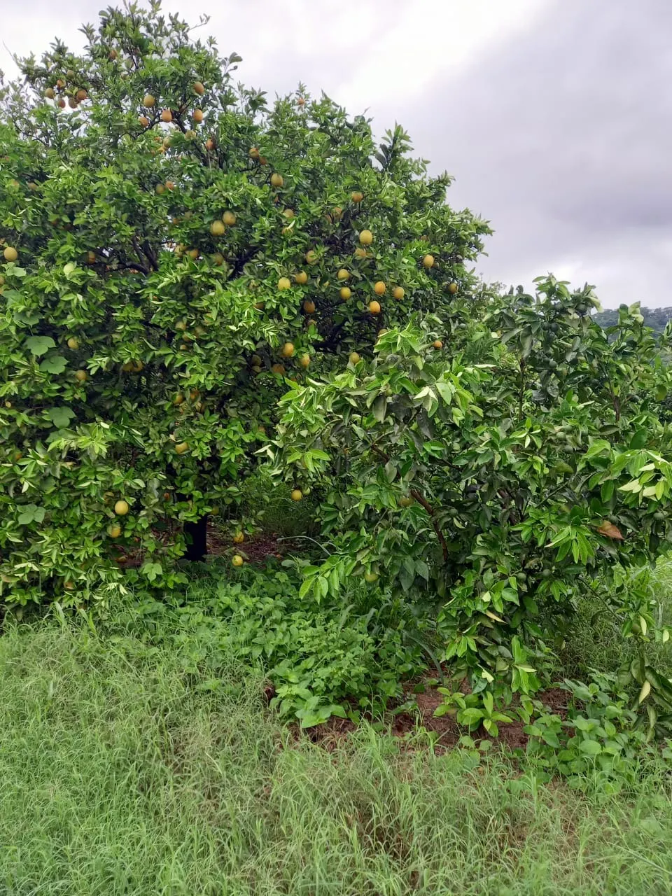 Fazenda à venda de 438 ha em Araraquara, SP, Brasil