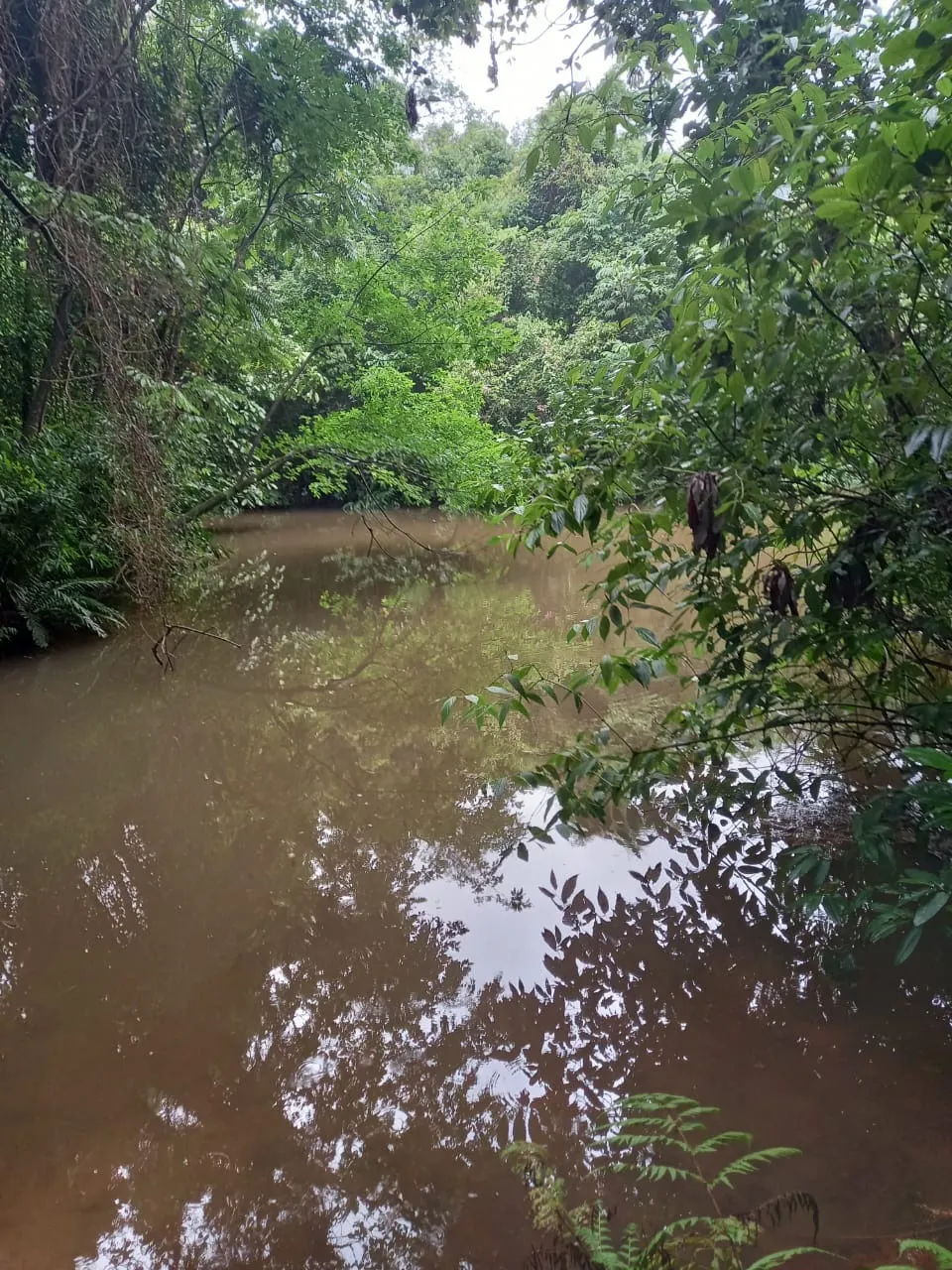Fazenda à venda de 438 ha em Araraquara, SP, Brasil