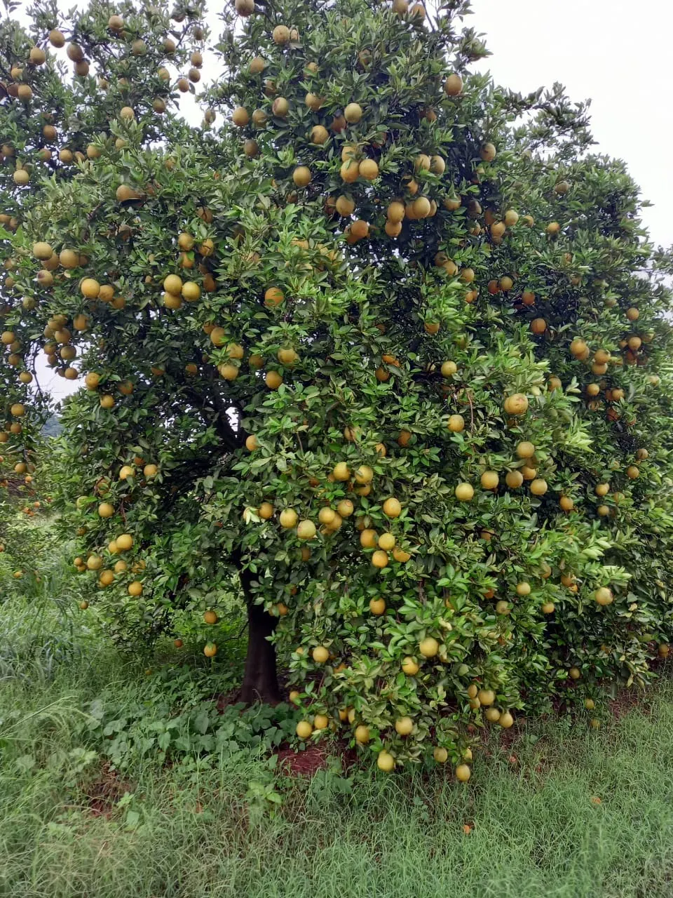 Fazenda à venda de 438 ha em Araraquara, SP, Brasil