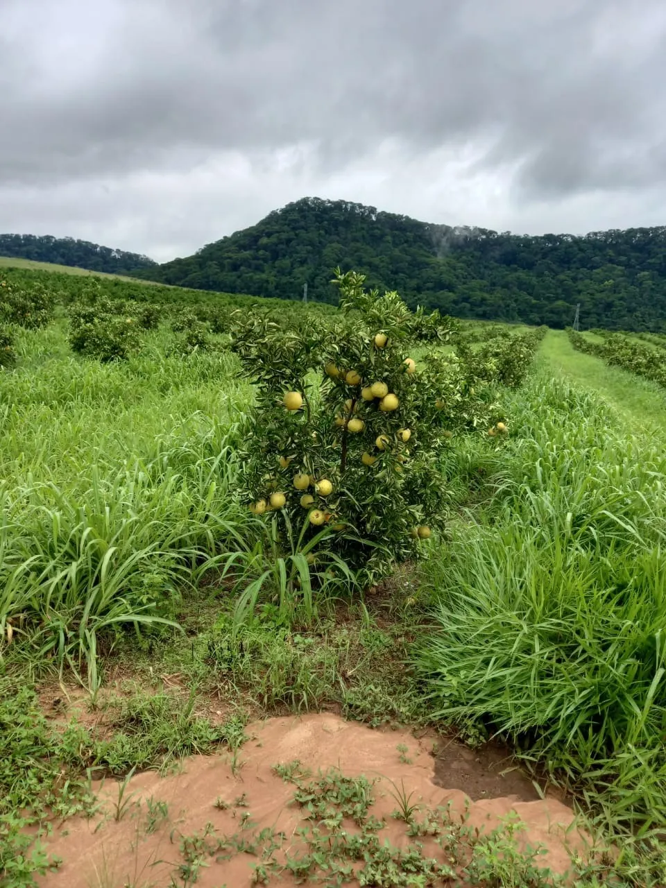 Fazenda à venda de 438 ha em Araraquara, SP, Brasil