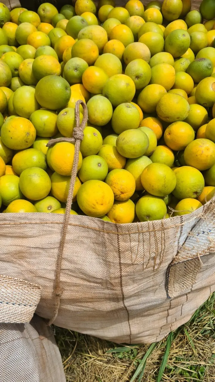 Fazenda à venda de 438 ha em Araraquara, SP, Brasil
