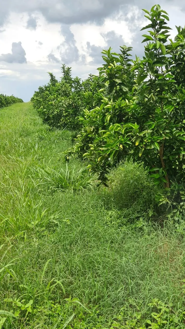 Fazenda à venda de 438 ha em Araraquara, SP, Brasil