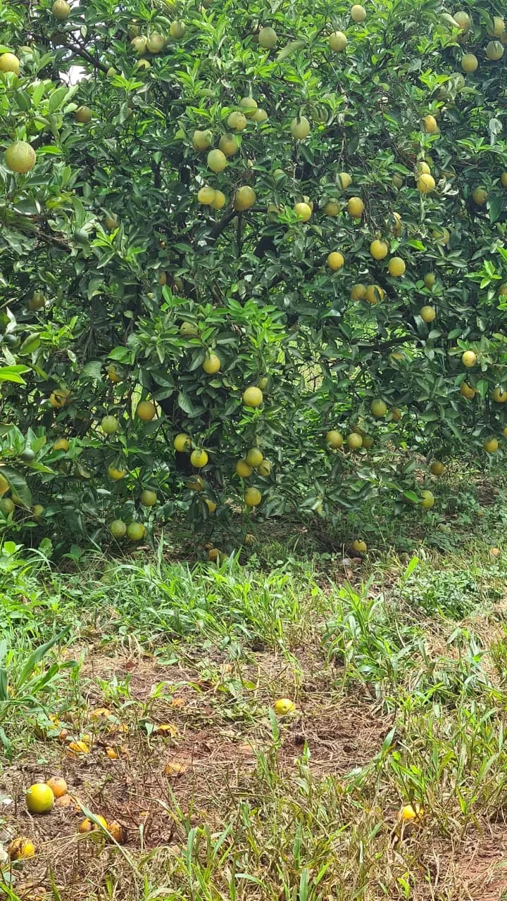 Fazenda à venda de 438 ha em Araraquara, SP, Brasil