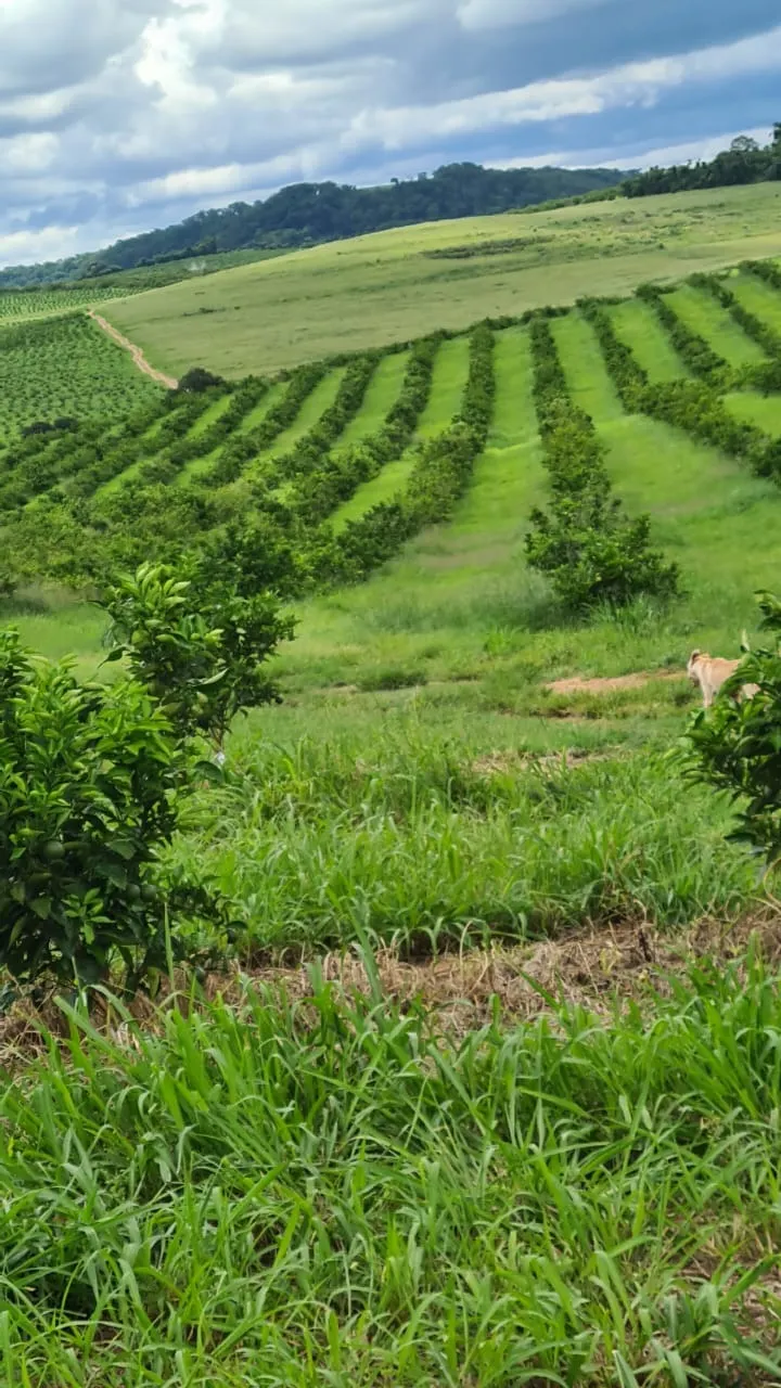 Fazenda à venda de 438 ha em Araraquara, SP, Brasil