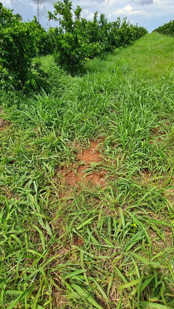 Fazenda à venda de 438 ha em Araraquara, SP, Brasil
