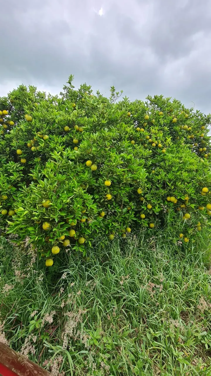 Fazenda à venda de 438 ha em Araraquara, SP, Brasil