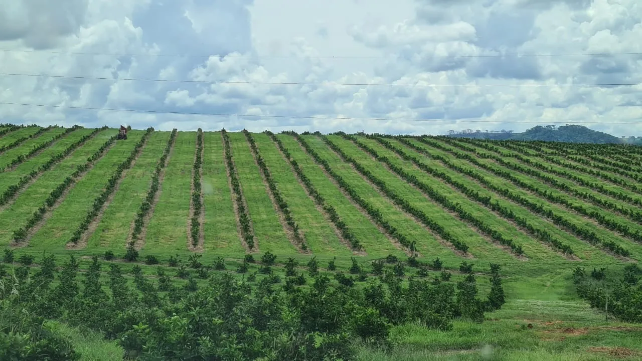 Fazenda à venda de 438 ha em Araraquara, SP, Brasil