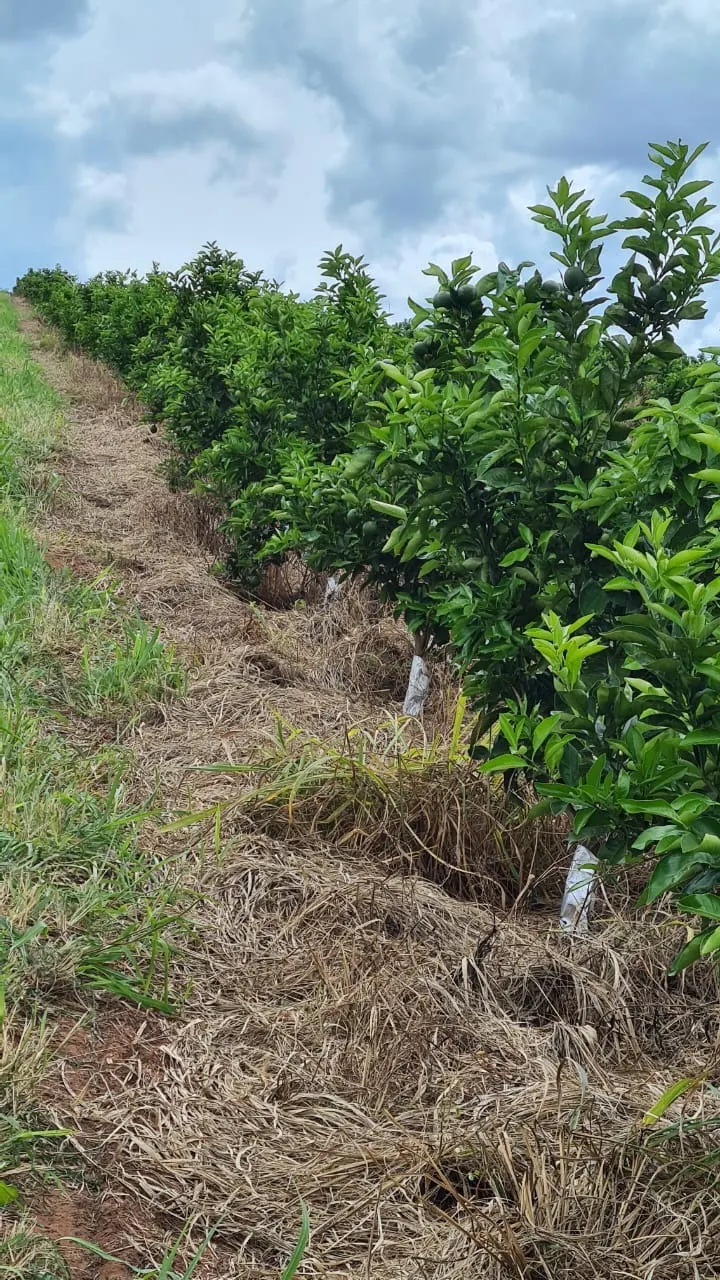 Fazenda à venda de 438 ha em Araraquara, SP, Brasil
