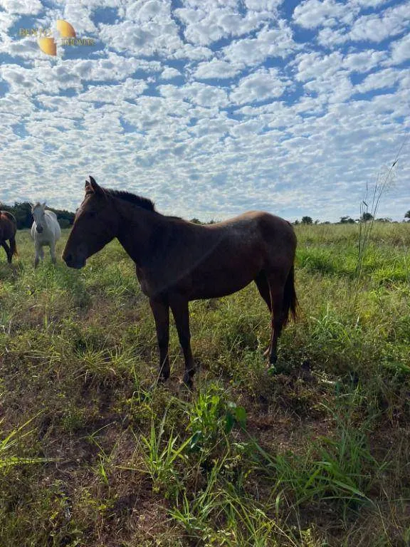 Small farm for sale of 99 acres in Várzea Grande, MT, Brazil