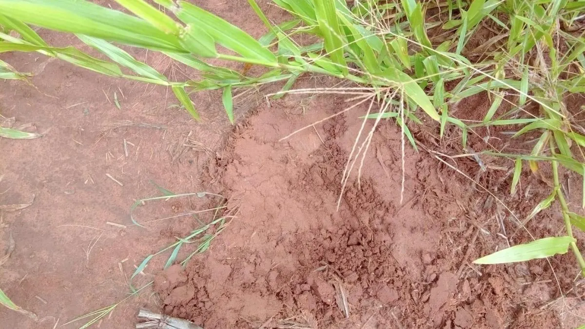 Fazenda à venda de 85 ha em São Carlos, SP, Brasil
