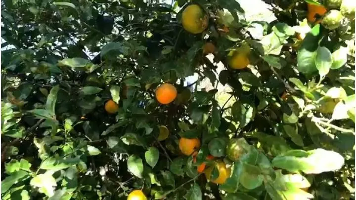Small farm for sale of 54 acres in Igrejinha, RS, Brazil
