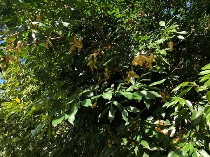 Small farm for sale of 54 acres in Igrejinha, RS, Brazil