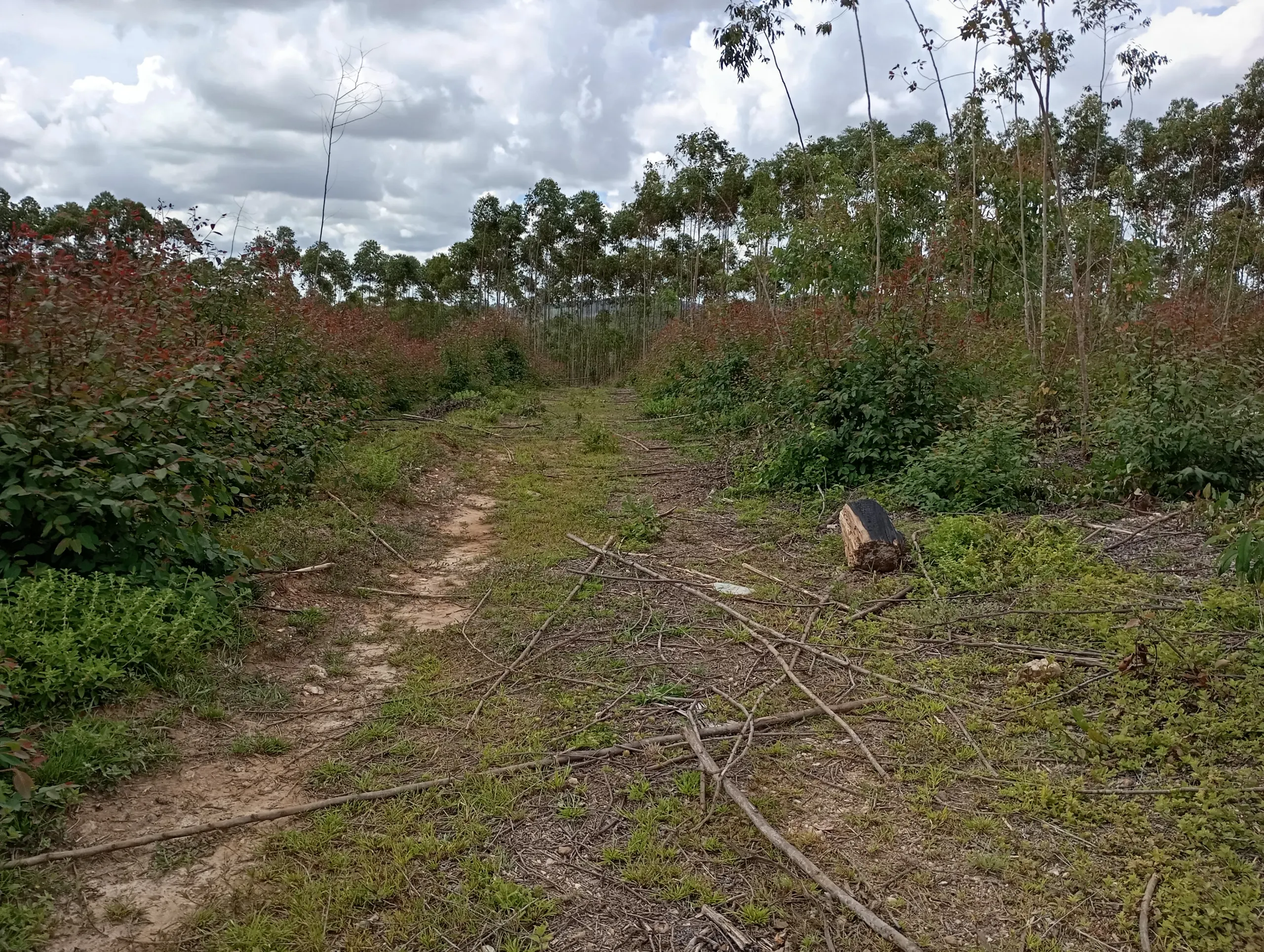 Fazenda à venda de 160 ha em São João del Rei, MG, Brasil