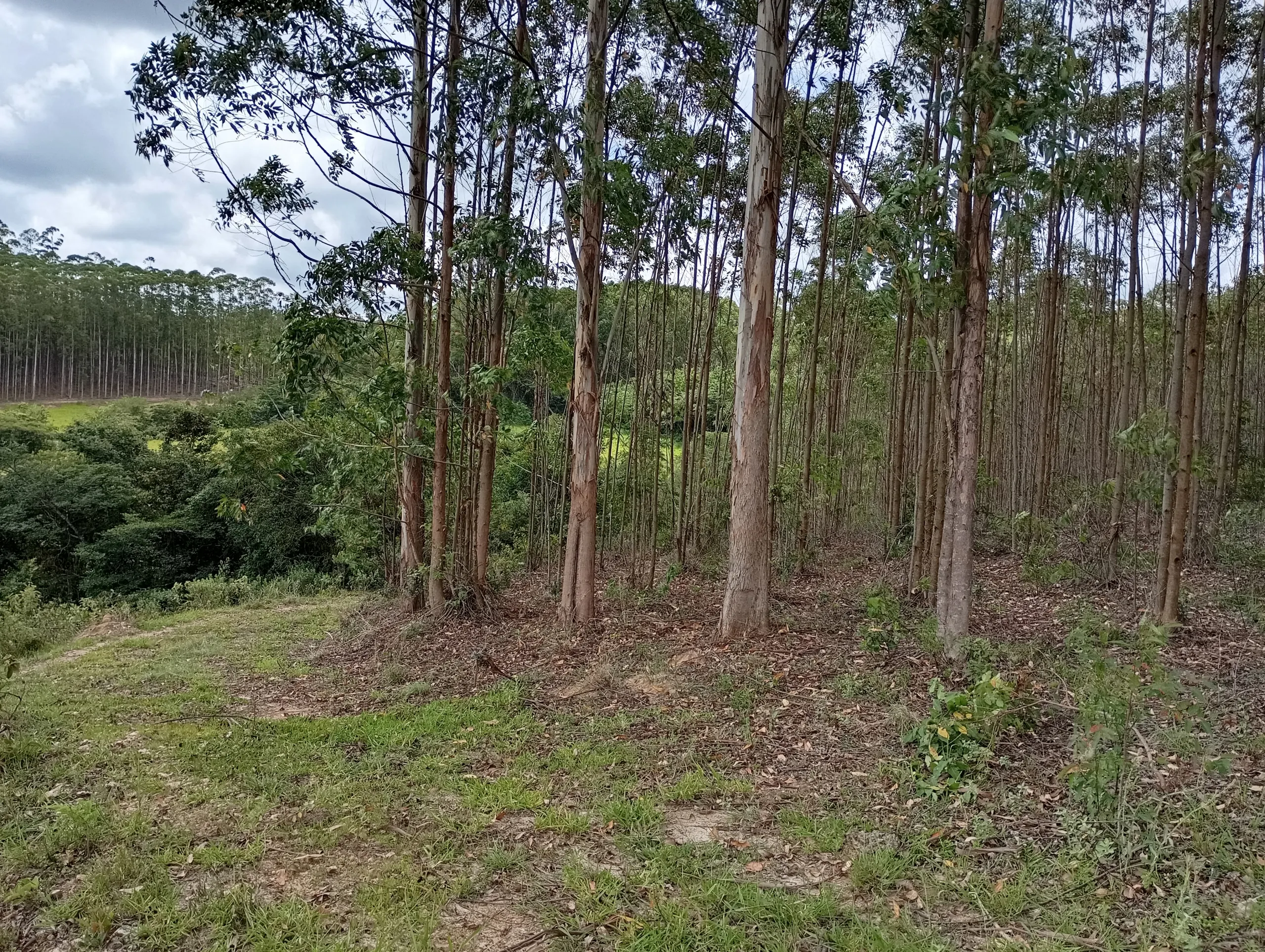 Fazenda à venda de 160 ha em São João del Rei, MG, Brasil