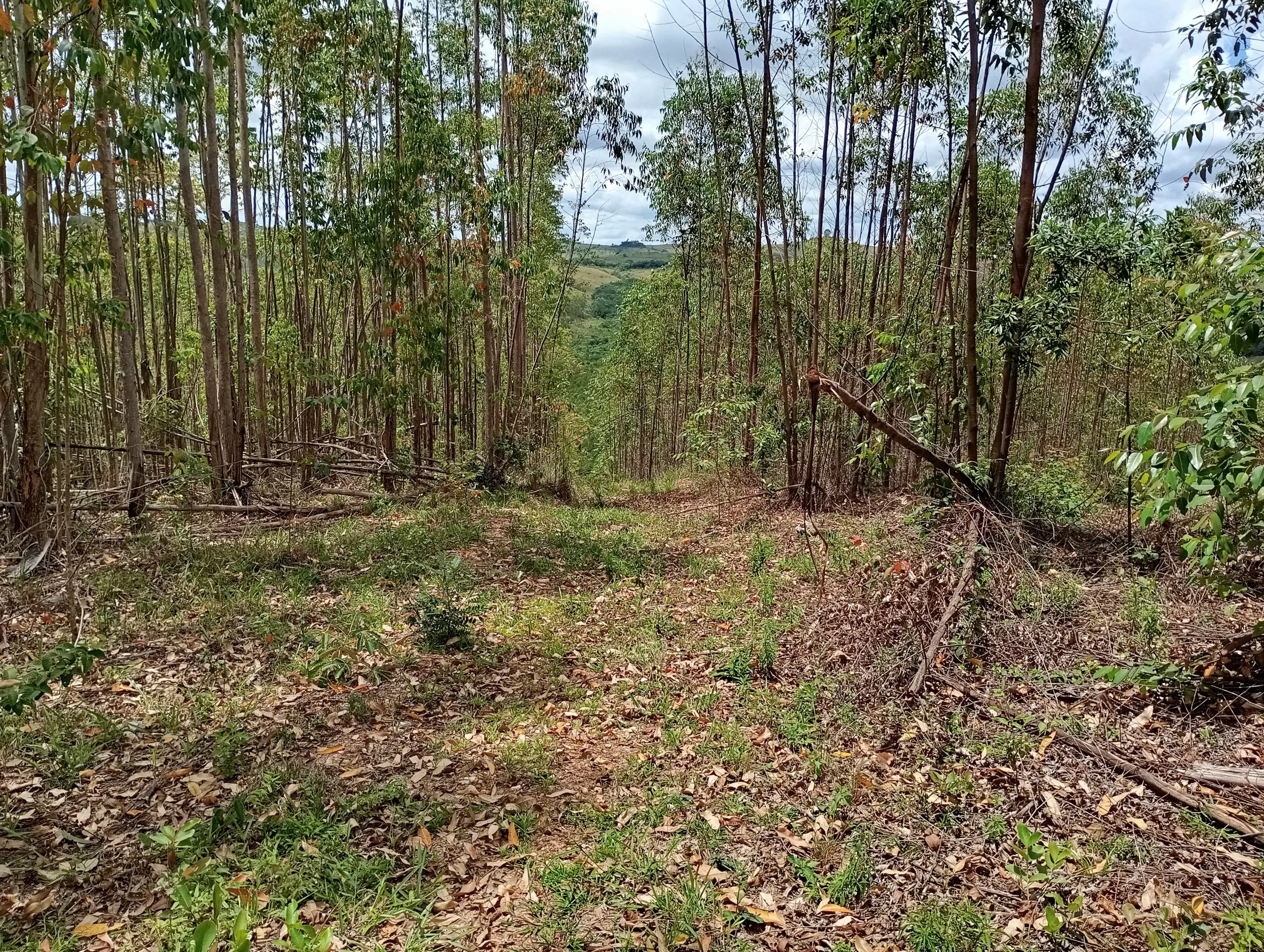 Fazenda à venda de 160 ha em São João del Rei, MG, Brasil
