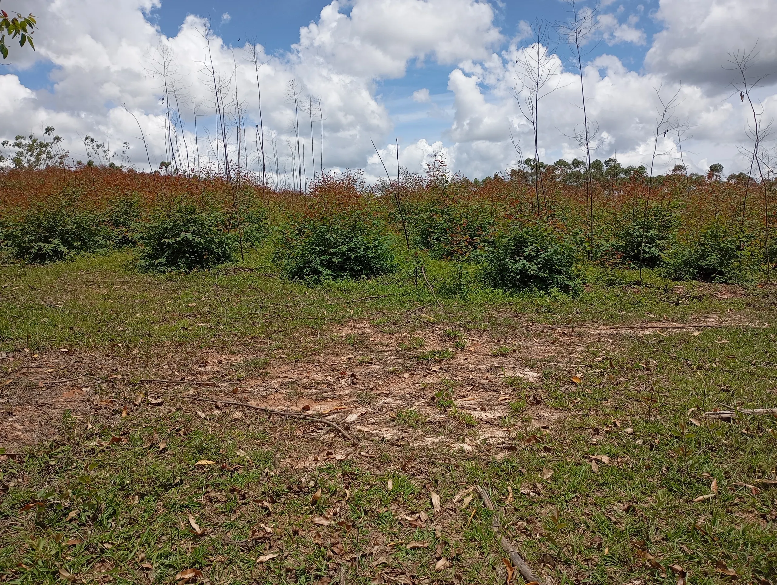 Fazenda à venda de 160 ha em São João del Rei, MG, Brasil
