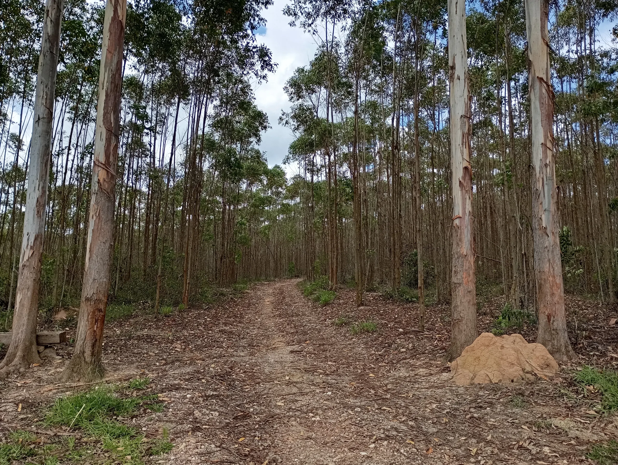 Fazenda à venda de 160 ha em São João del Rei, MG, Brasil