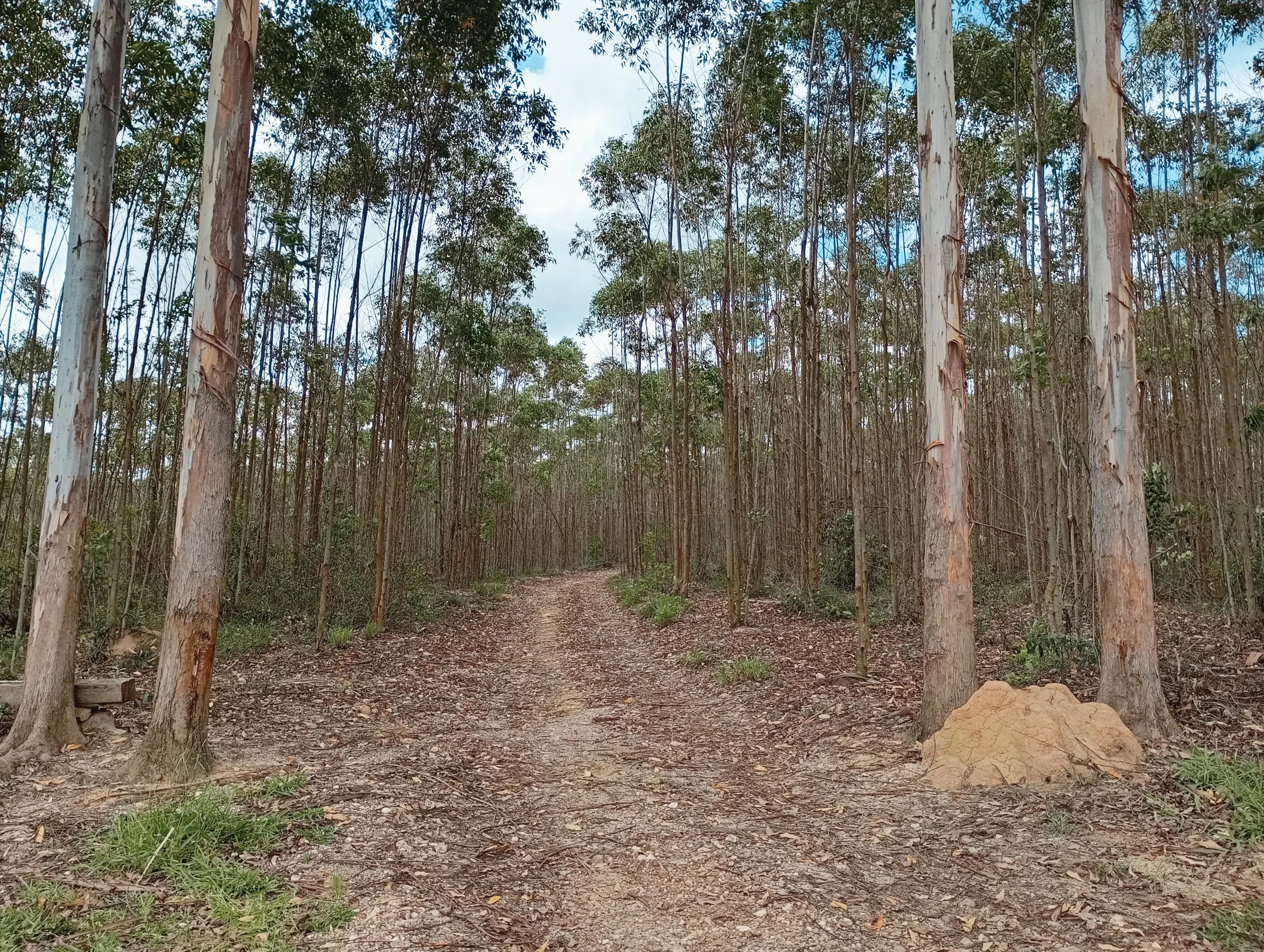Fazenda à venda de 160 ha em São João del Rei, MG, Brasil