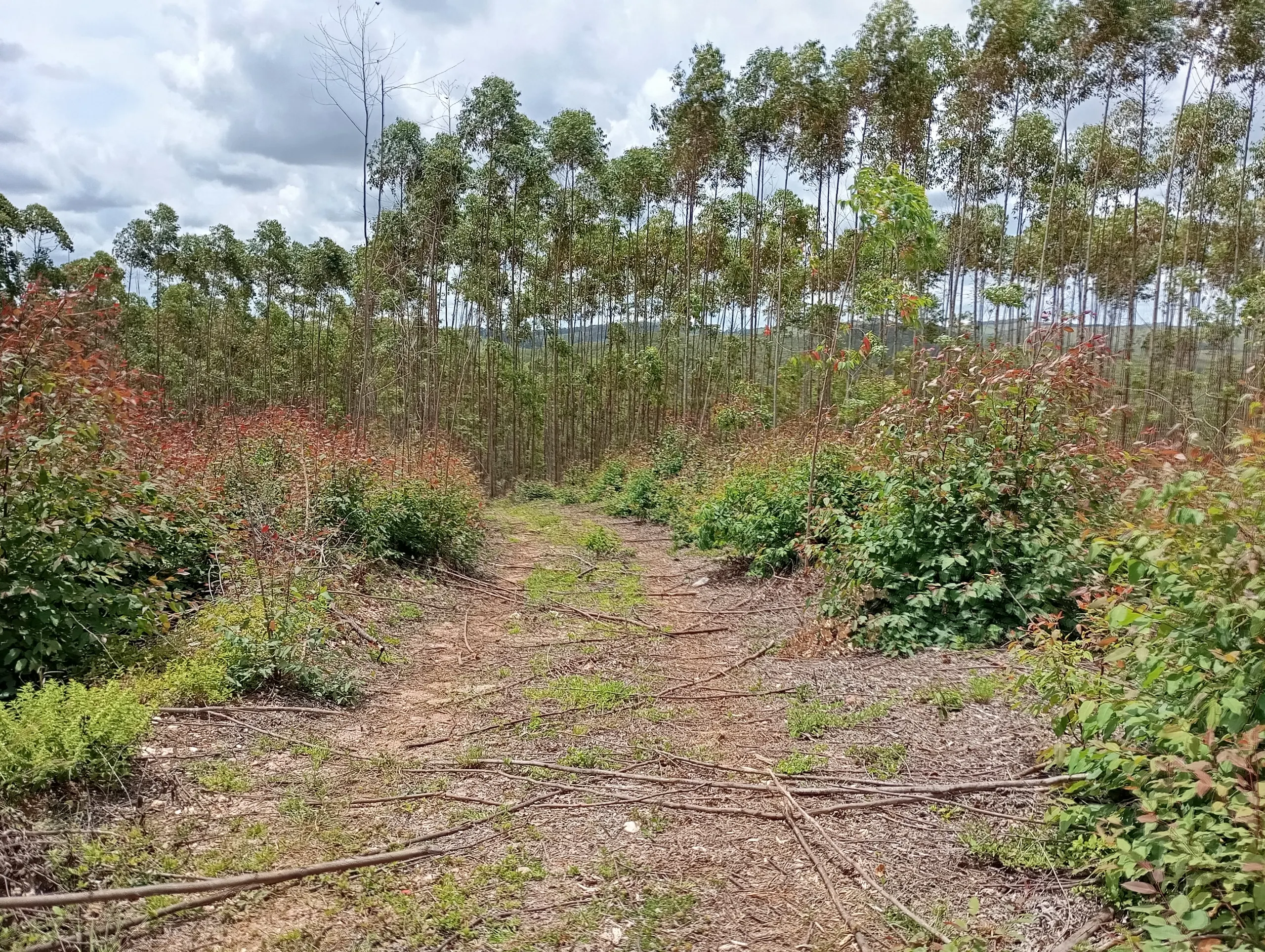 Fazenda à venda de 160 ha em São João del Rei, MG, Brasil