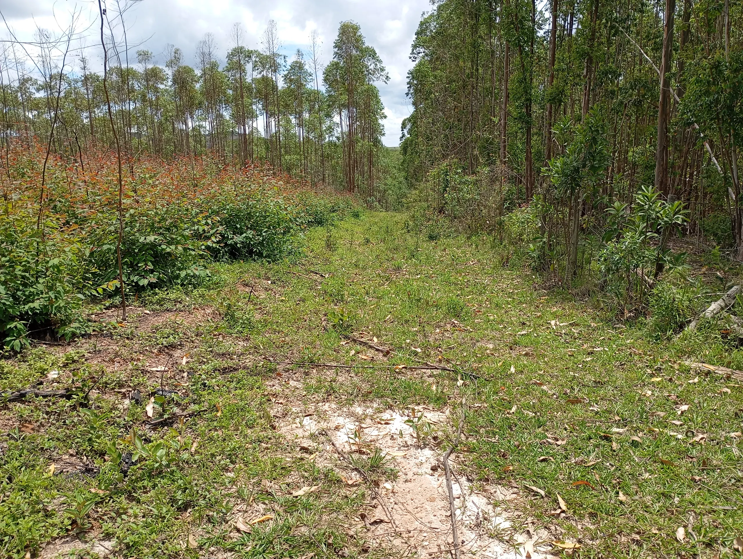 Fazenda à venda de 160 ha em São João del Rei, MG, Brasil