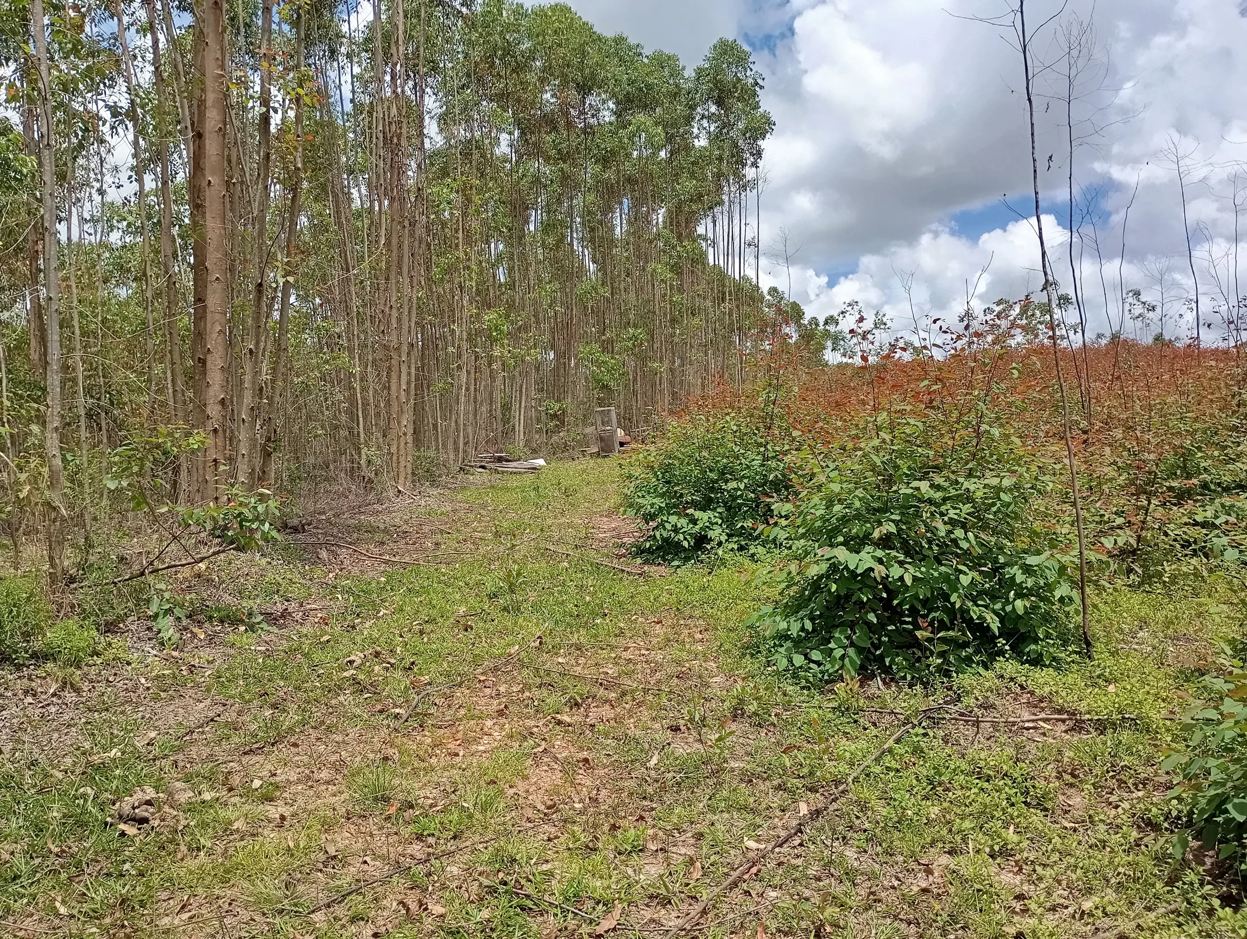 Fazenda à venda de 160 ha em São João del Rei, MG, Brasil