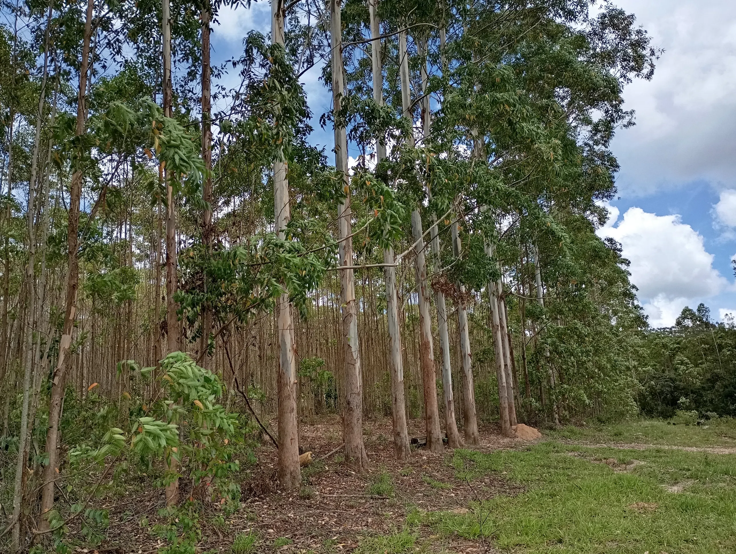 Fazenda à venda de 160 ha em São João del Rei, MG, Brasil