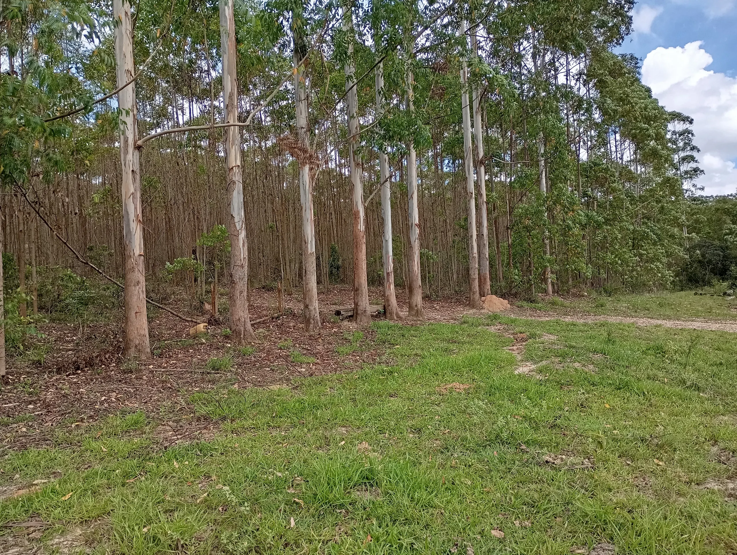 Fazenda à venda de 160 ha em São João del Rei, MG, Brasil
