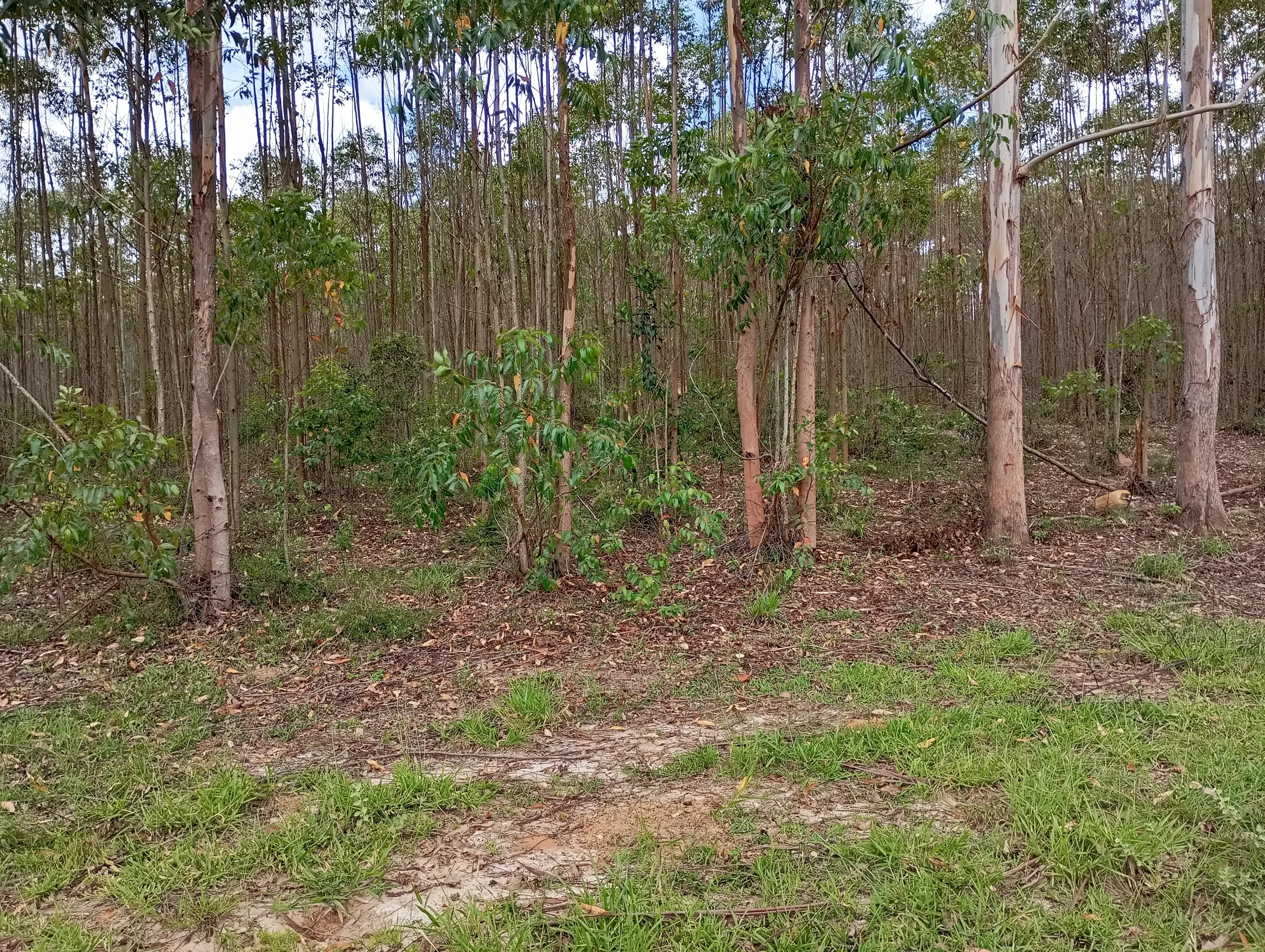 Fazenda à venda de 160 ha em São João del Rei, MG, Brasil