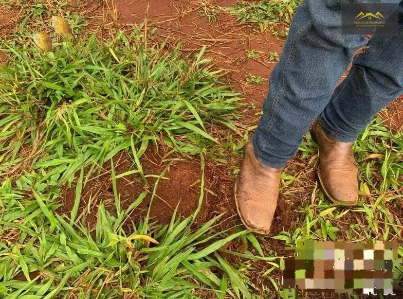 Farm for sale of 3,212 acres in Primavera do Leste, MT, Brazil