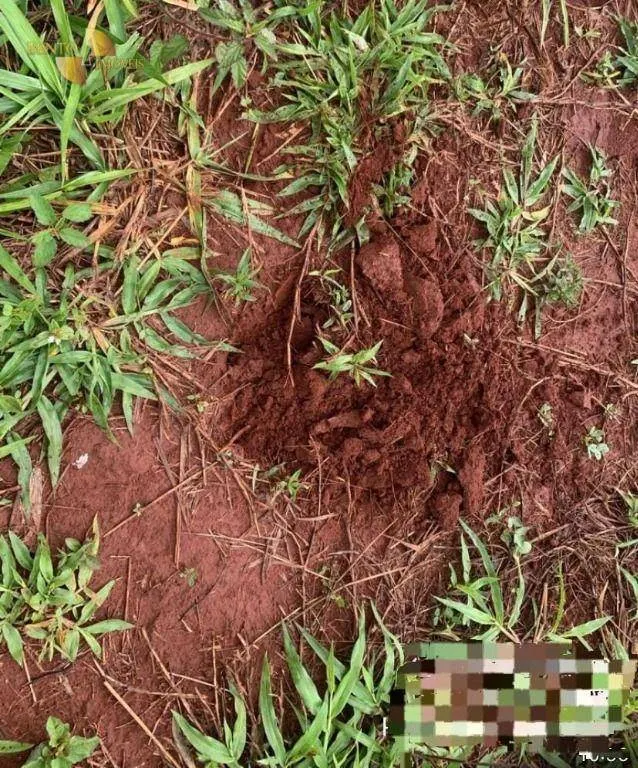 Farm for sale of 3,212 acres in Primavera do Leste, MT, Brazil