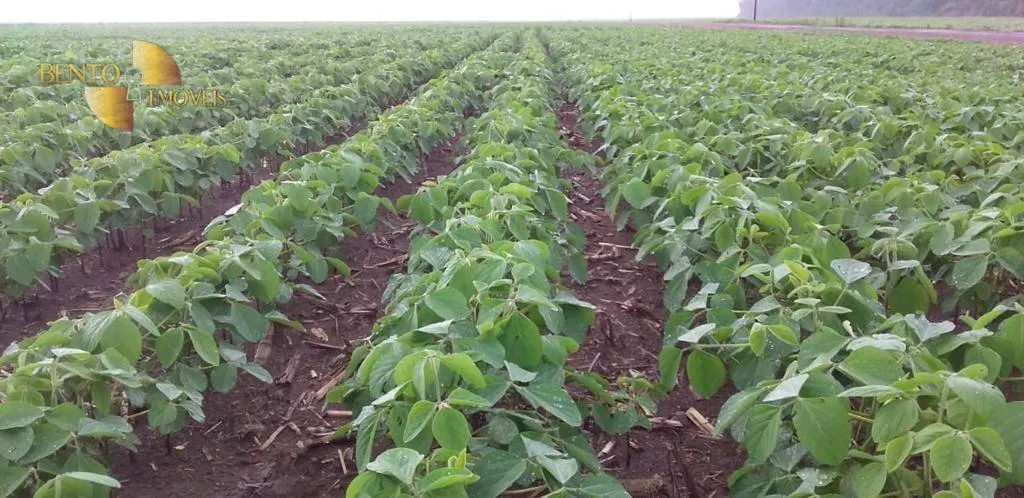 Farm for sale and to rent of 8,154 acres in Nova Mutum, MT, Brazil