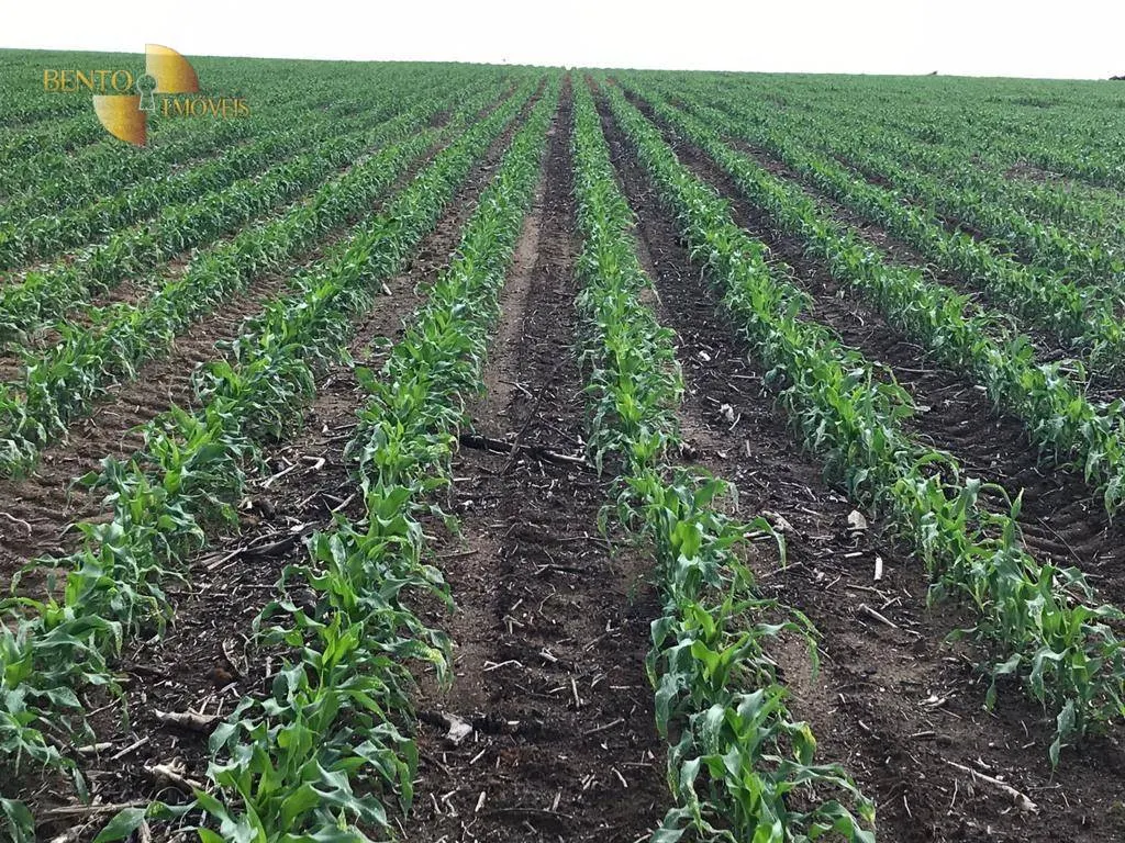 Farm for sale and to rent of 8,154 acres in Nova Mutum, MT, Brazil