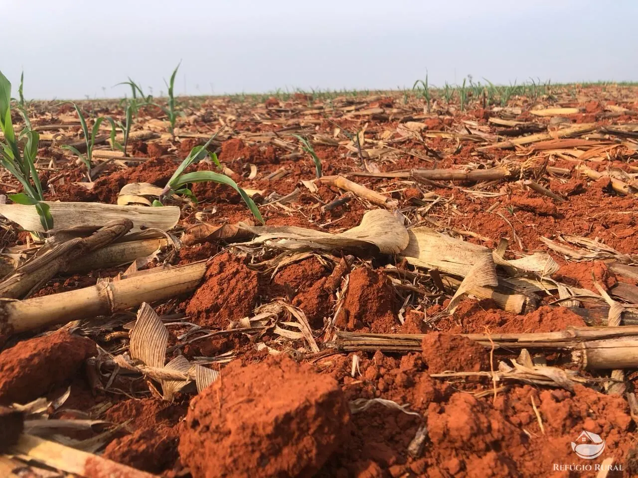 Fazenda à venda de 3.690 ha em Tabaporã, MT, Brasil