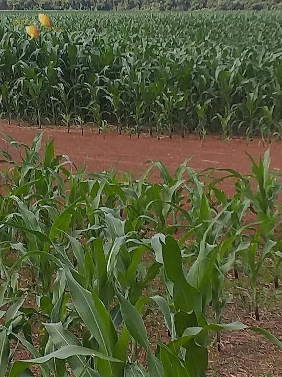 Fazenda à venda de 7.817 ha em Paranatinga, MT, Brasil