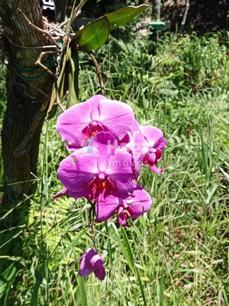 Terreno à venda de 1 ha em Canelinha, SC, Brasil