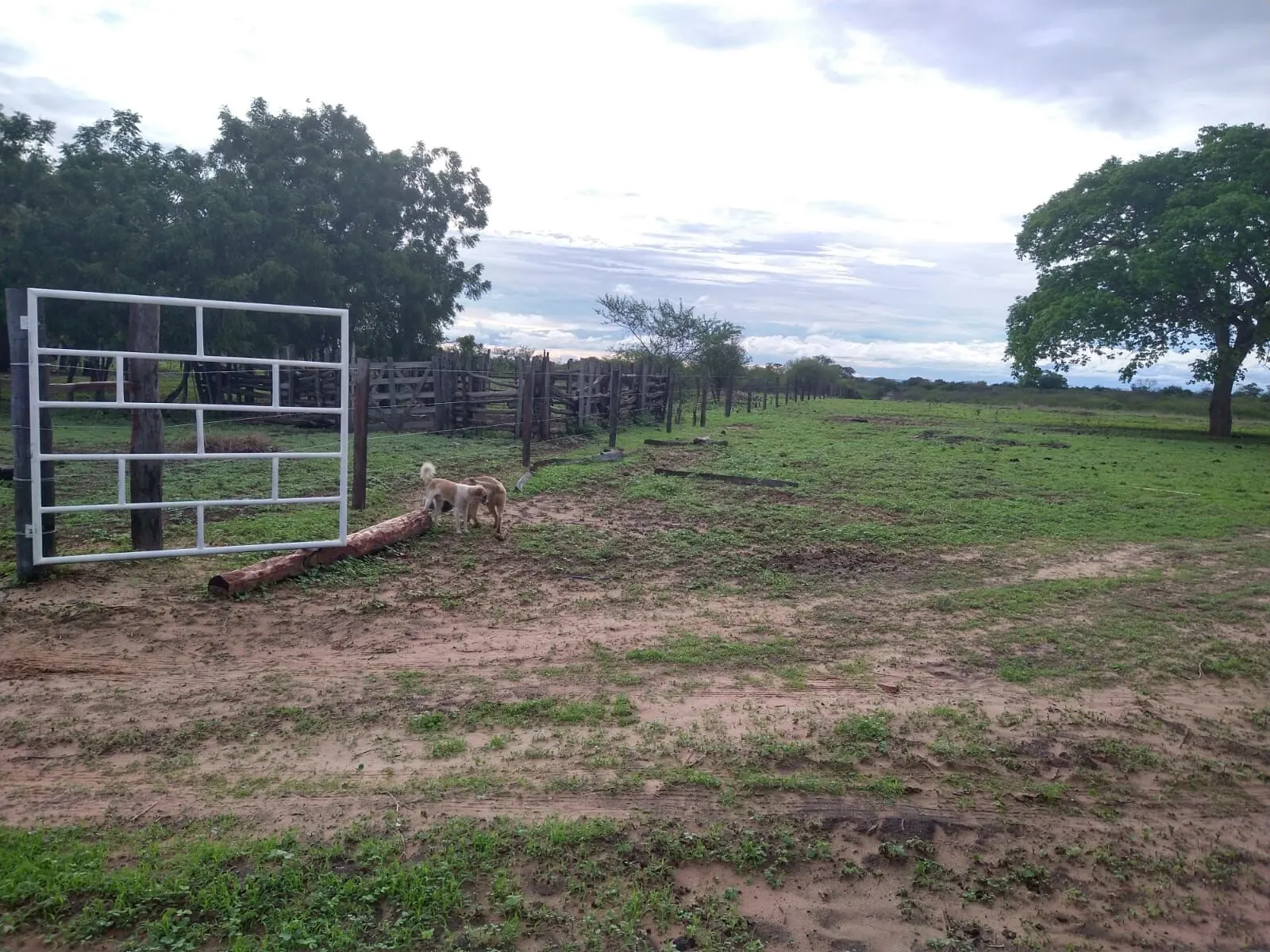 Fazenda à venda de 1.550 ha em Ibotirama, BA, Brasil