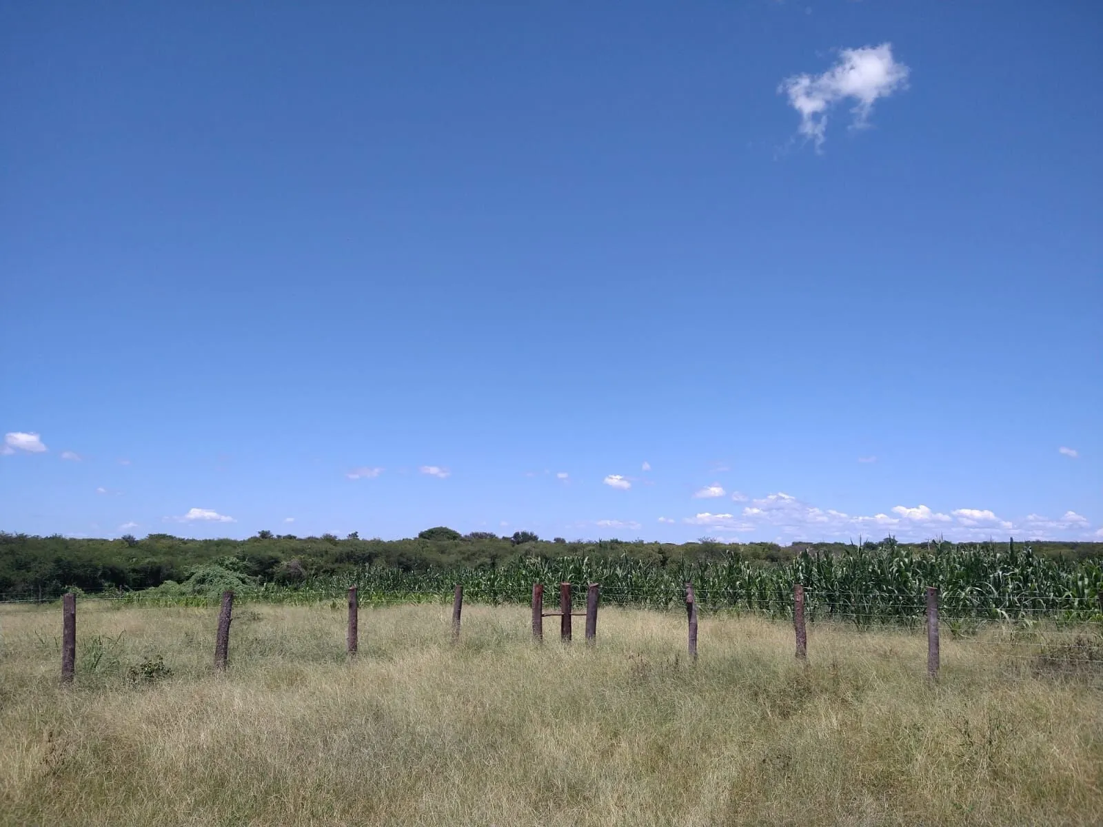 Fazenda à venda de 1.550 ha em Ibotirama, BA, Brasil