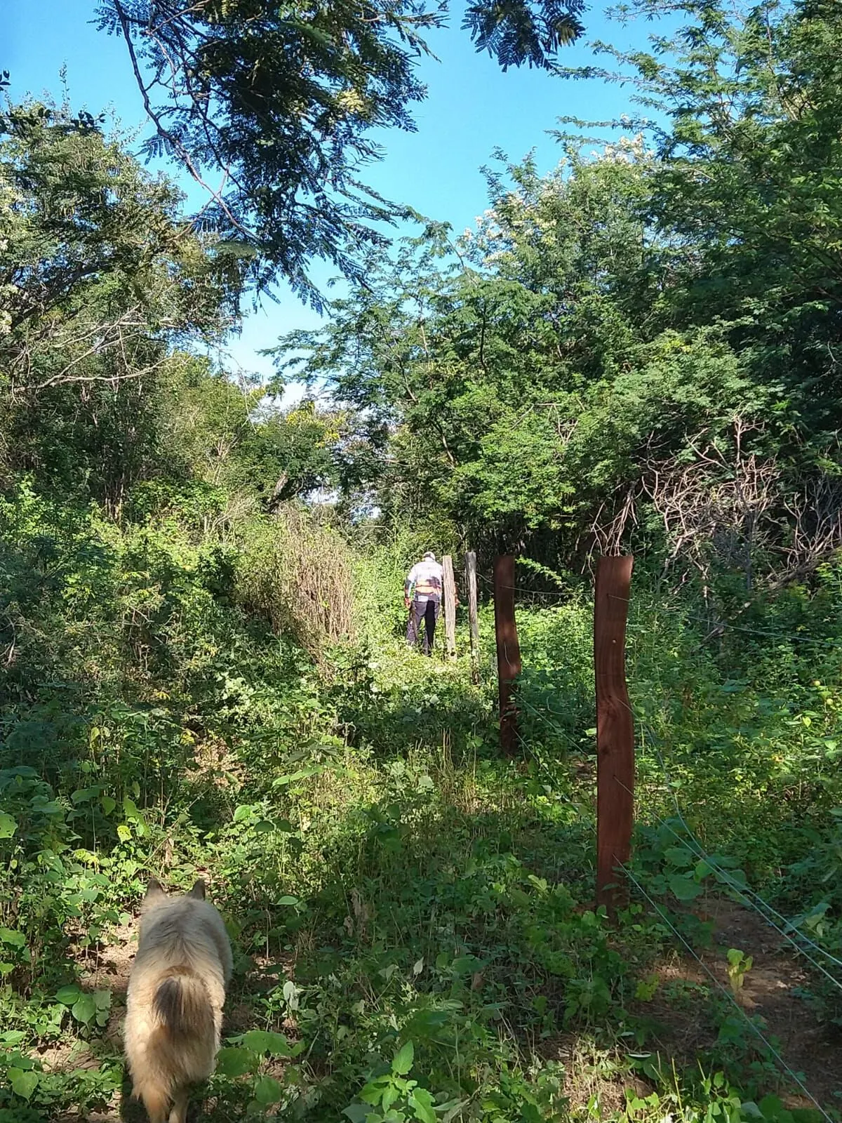 Fazenda à venda de 1.550 ha em Ibotirama, BA, Brasil