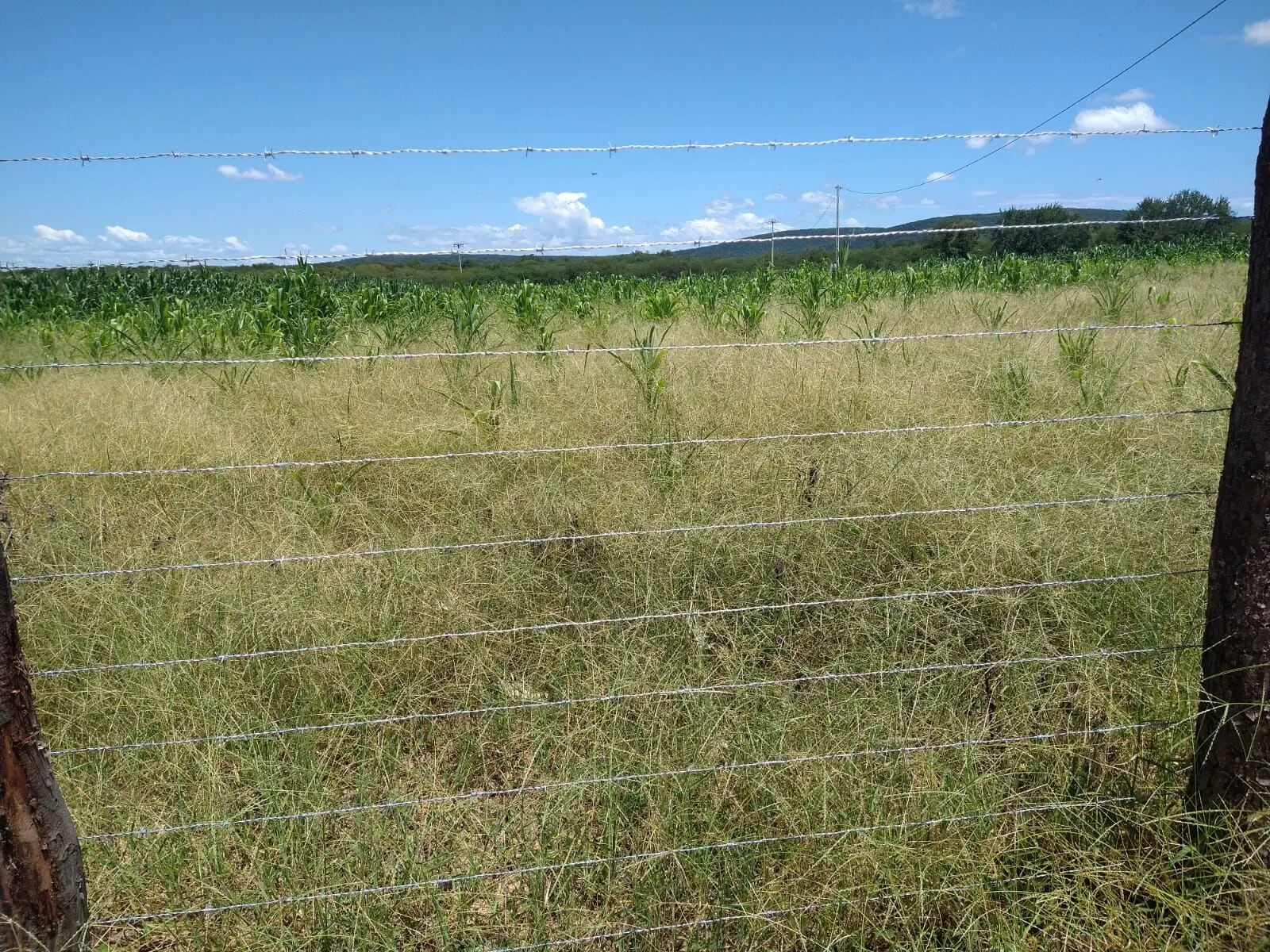 Fazenda à venda de 1.550 ha em Ibotirama, BA, Brasil